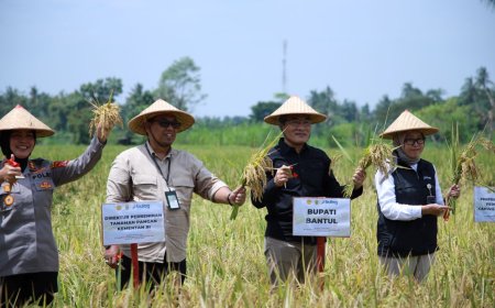 Bersama Ratusan Petani, Bupati Bantul Tanam Padi dan Panen Raya Serentak