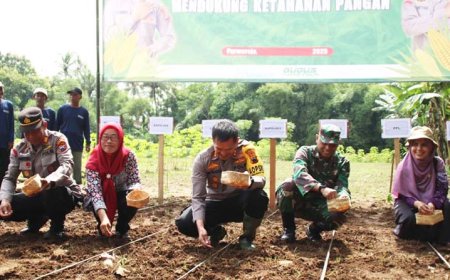Polres Purworejo Menanam Jagung di Lahan 10.000 Meter Persegi