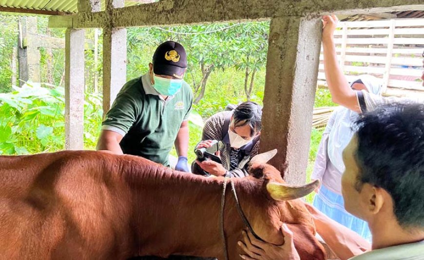 Kasus PMK, Cangkringan dan Prambanan Tertinggi se Sleman