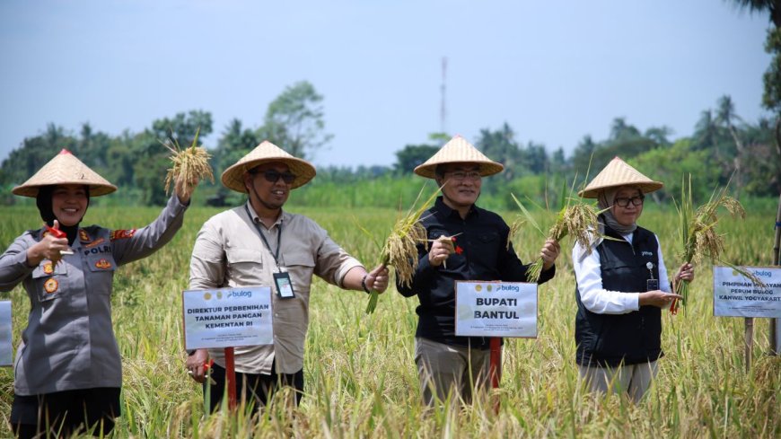 Bersama Ratusan Petani, Bupati Bantul Tanam Padi dan Panen Raya Serentak