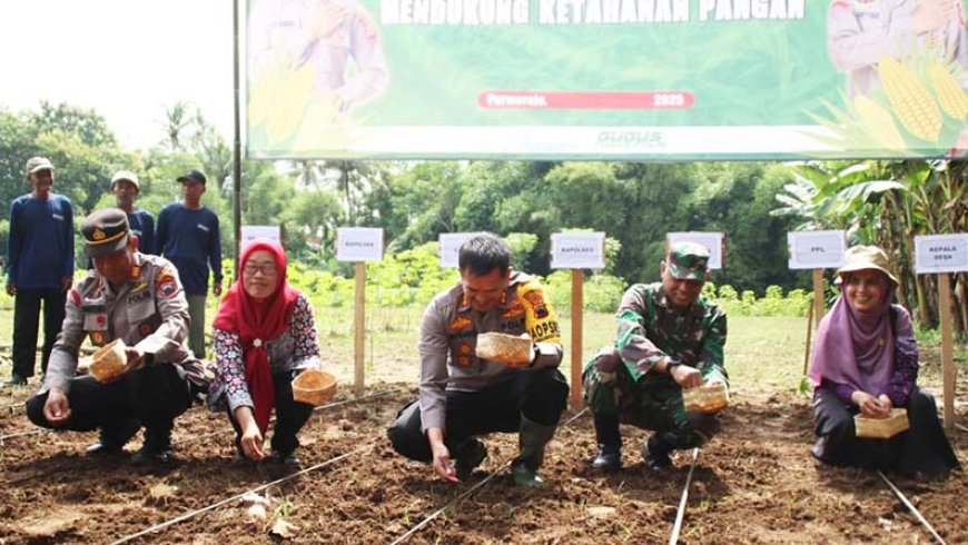 Polres Purworejo Menanam Jagung di Lahan 10.000 Meter Persegi