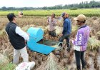 Bulog Beli Gabah Kering Panen Langsung ke Petani Penggarap