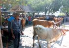 Pasar Hewan Bonyokan Jatinom Klaten Berangsur Ramai