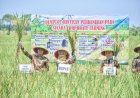 Kebumen Kembangkan Corporate Farming Padi pada Lahan Seluas 156 Hektar