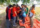 Petugas Melaksanakan Ubinan untuk Menaksir Hasil Panen Petani di Klaten