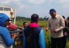 Wamentan Panen Raya Padi di Bantul, Langsung Diserap Bulog