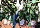 Dari Lima Biji, Kini Bergan Bersiap Jadi Desa Wisata Labu Madu