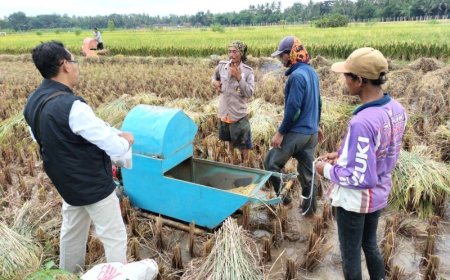 Bulog Beli Gabah Kering Panen Langsung ke Petani Penggarap