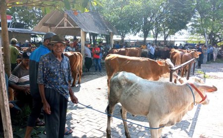Pasar Hewan Bonyokan Jatinom Klaten Berangsur Ramai
