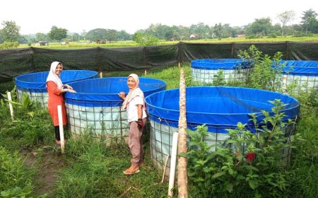 KWT Sekar Makmur Desa Kiringan Klaten Mahir Ternak Lele dan Tanam Padi