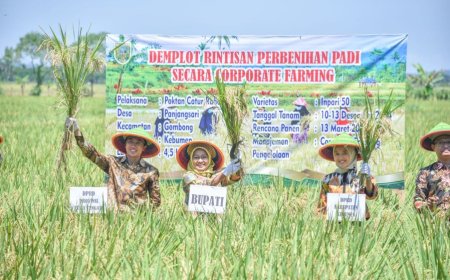 Kebumen Kembangkan Corporate Farming Padi pada Lahan Seluas 156 Hektar