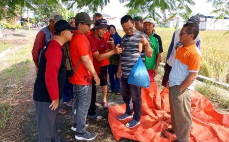 Petugas Melaksanakan Ubinan untuk Menaksir Hasil Panen Petani di Klaten