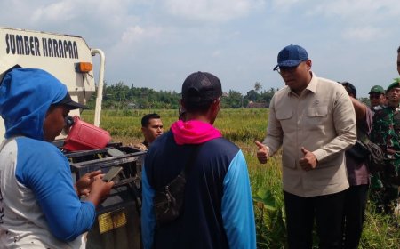 Wamentan Panen Raya Padi di Bantul, Langsung Diserap Bulog