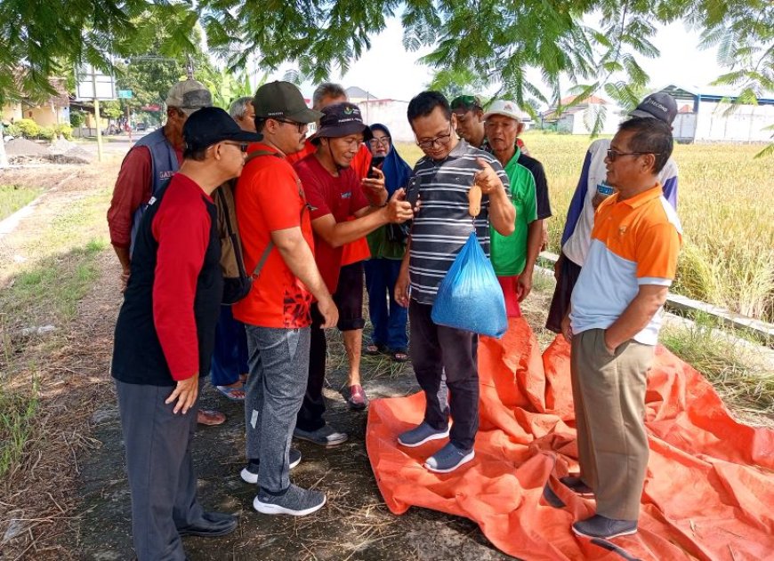 Petugas Melaksanakan Ubinan untuk Menaksir Hasil Panen Petani di Klaten