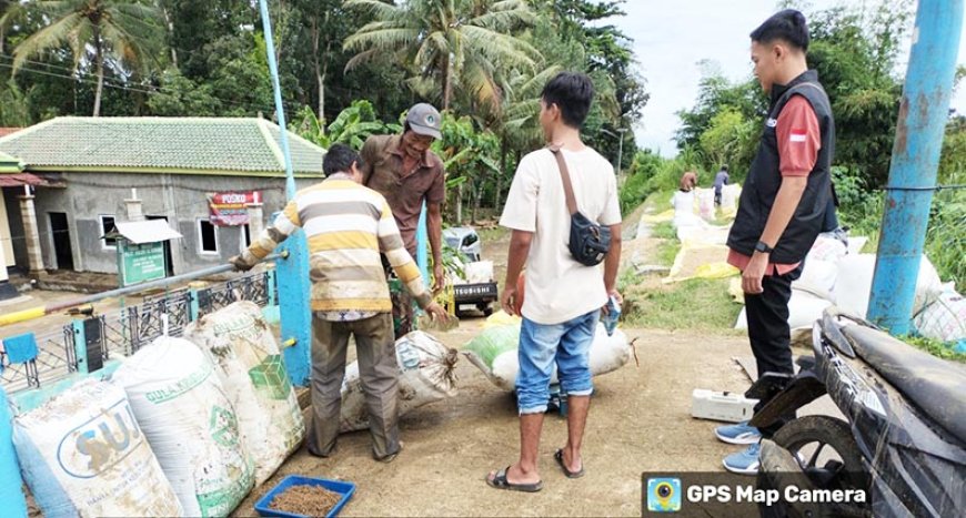Bulog Serap Gabah Korban Banjir di Kebumen