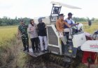 Hasil Panen Padi di Bantul di Atas Rata-rata Nasional