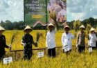 Lahan Pertanian Abadi Jika Rugi Ditanggung Pemerintah