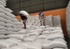 Bulog Magelang Terus Menyerap Gabah Petani Hasil Panen Raya