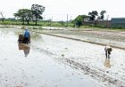 Sukses Garap Lahan Terbengkalai, Petani Dihadapkan Masalah Pemasaran Gabah