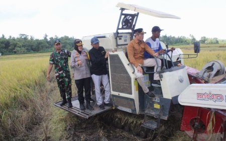 Hasil Panen Padi di Bantul di Atas Rata-rata Nasional