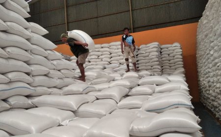 Bulog Magelang Terus Menyerap Gabah Petani Hasil Panen Raya