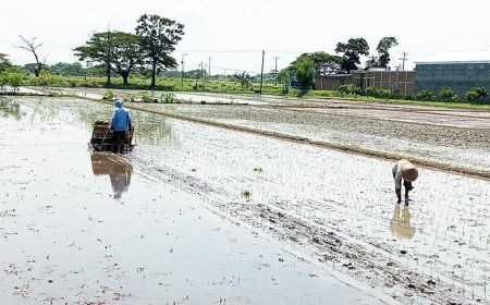 Sukses Garap Lahan Terbengkalai, Petani Dihadapkan Masalah Pemasaran Gabah