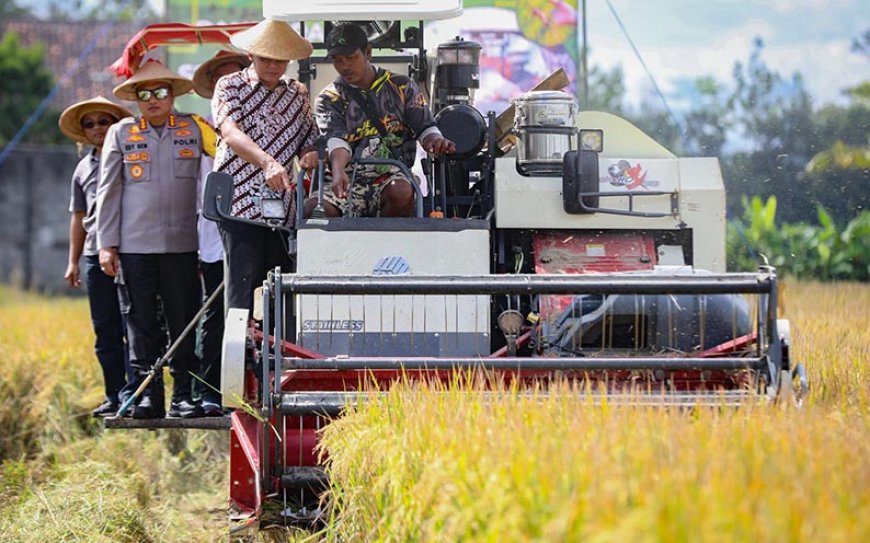 Dukung Swasembada Pangan Nasional, Wabup Sleman Pimpin Panen Raya Padi