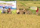 Dukung Ketahanan Pangan, KWT Sumbersari Purworejo Panen Raya