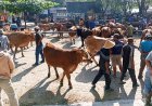 Tiga Pekan Menjelang Idul Adha, Harga Sapi Masih Normal