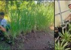 Tantangan Makin Berat, Perlu Perubahan Paradigma Bersekolah