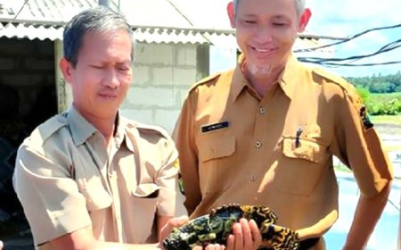 Pesisir Kulonprogo Jadi Tempat Budi Daya Kerapu Cantang