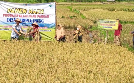 Dukung Ketahanan Pangan, KWT Sumbersari Purworejo Panen Raya