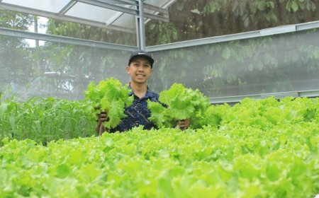 Omzet Rp 20 Juta Per Bulan, Anak Muda Purbalingga Sukses Bertani