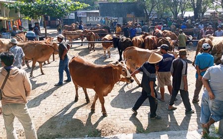 Tiga Pekan Menjelang Idul Adha, Harga Sapi Masih Normal