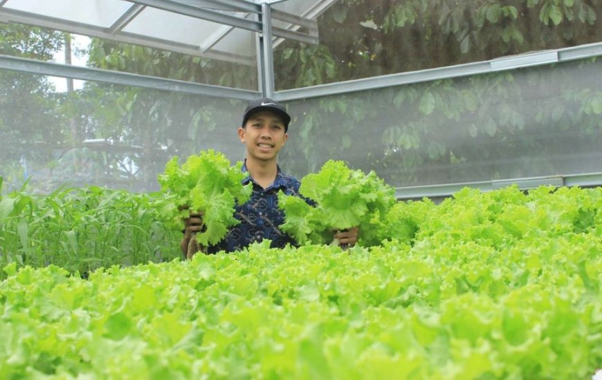 Omzet Rp 20 Juta Per Bulan, Anak Muda Purbalingga Sukses Bertani