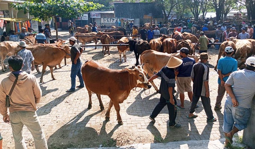 Tiga Pekan Menjelang Idul Adha, Harga Sapi Masih Normal