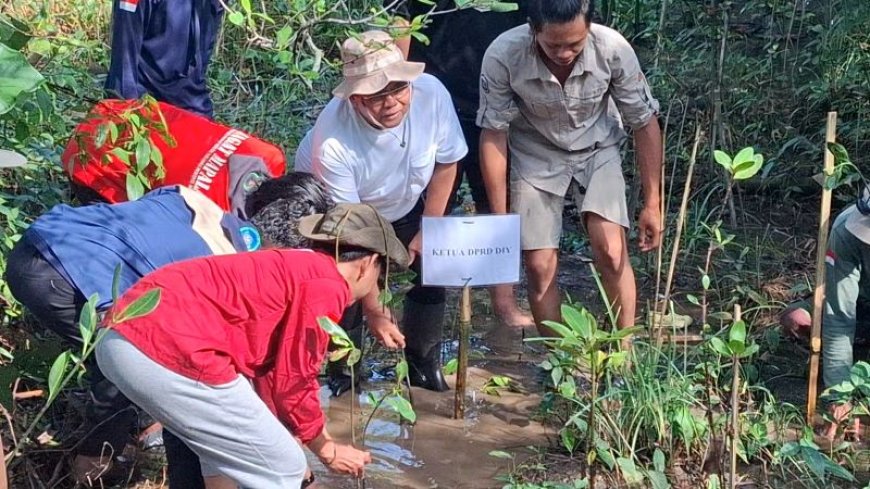 Abrasi Mengancam Kawasan Konservasi Mangrove Baros, Ketua DPRD DIY Nuryadi Turun Tangan