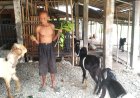 Pedagang Kambing Legendaris di Kebumen Bertahan dengan Cara Berjualan di Rumahnya