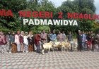 Padma Widya SMA Negeri 2 Ngaglik Salurkan Hewan Kurban Lima Domba