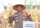 Kapolres Purworejo Pimpin Panen Raya Jagung di Wonosari Kecamatan Ngombol