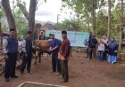 BMT Artha Amanah Sanden Serahkan Hewan Kurban