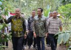 Kopi Robusta Lereng Merapi Panen Perdana, Kementan Beri Dukungan