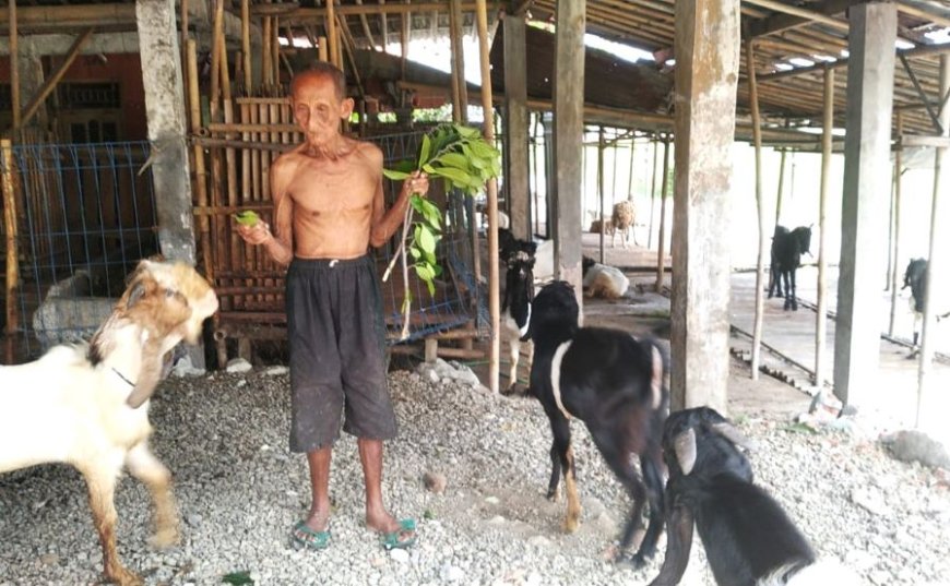 Pedagang Kambing Legendaris di Kebumen Bertahan dengan Cara Berjualan di Rumahnya