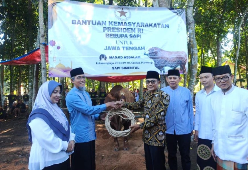 Sapi Kurban Bantuan Presiden Prabowo di Purworejo Berbobot 1,1 Ton