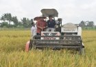 Rasanya Pulen, Padi Organik Varietas Sembada Merah Jadi Unggulan Sleman