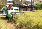 Gandeng Perpadi, JATAM Cabang Prambanan Kembangkan Padi Rojolele 