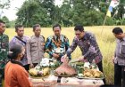 Gapoktan Lestari Mulyo Sleman Panen Raya Padi Varietas Sembada Merah