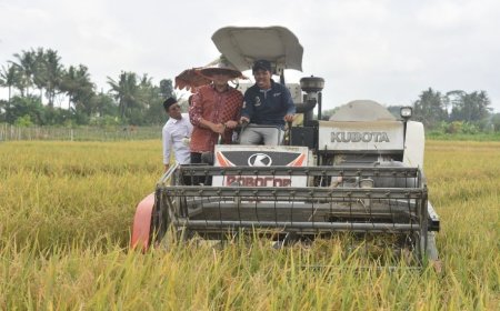 Rasanya Pulen, Padi Organik Varietas Sembada Merah Jadi Unggulan Sleman