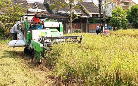 Gandeng Perpadi, JATAM Cabang Prambanan Kembangkan Padi Rojolele 