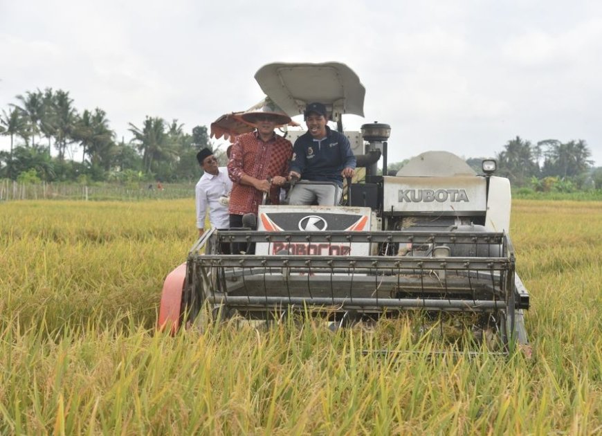 Rasanya Pulen, Padi Organik Varietas Sembada Merah Jadi Unggulan Sleman